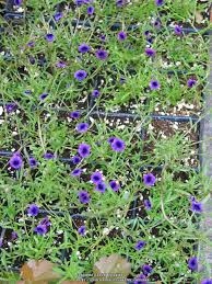 Image result for Monopsis