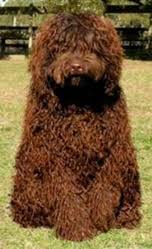 The 14 Different Australian Labradoodle Coat Colors