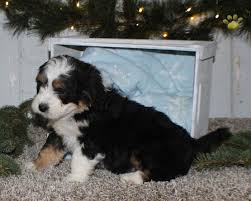 Our dogs are health tested and make wonderful family pets. Janelle F1 Mini Bernedoodle Puppy For Sale In Millersburg Oh Happy Valentines Day Happyvalentinesday2016i