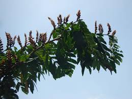 Image result for Pleurolobus tanganyikensis