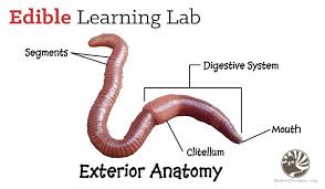 Composting worms are intended for indoor composting and not to be released into outdoor compost piles! Exterior Of The Red Worm Red Worms Plant Science Red Wiggler Worms