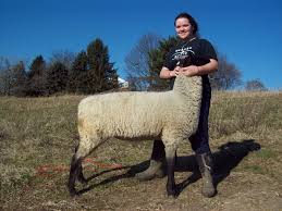 The Suffolk Newsletter