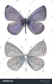 Image result for Celastrina argiolus
