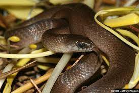 Smooth Earth Snake Google Search Snake