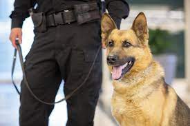 How To Become An Animal Control Officer? - Criminal Justice Degree Hub