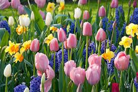 Dobies flower bulbs and tubers are chosen with care to bring glorious colour into your garden and home simply and conveniently. Designing With Fall Planted Bulbs In Small And Large Gardens American Meadows