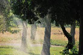 Should I Water My Trees In Winter Watering Trees Tree Winter Trees