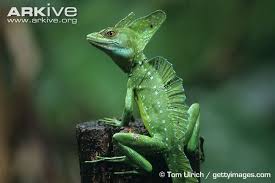 Plumed Basilisk Photo Basiliscus Plumifrons G66821 Arkive Basilisk Lizard Weird Animals Lizard