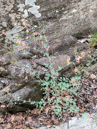 Image result for Xyris capnoides