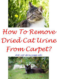 What Can I Spray On Plants To Keep Cats Away Male Cat Spraying Cat Spray Cats Smelling