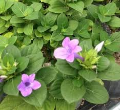 Image result for Barleria oxyphylla