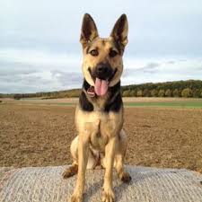 Rock force gsd is based on the south manchester / cheshire border. German Shepherd Short Hair German Shepherd Dogs Big Dog Breeds Baby German Shepherds