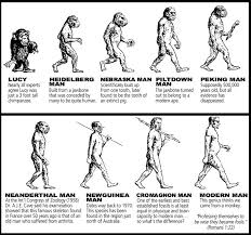 A Chart Of All The Evolutionary Pre Man Examples There Is