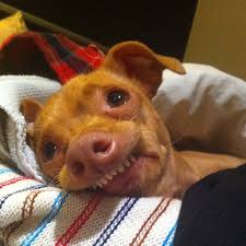 Tuna Melts My Heart The Underdog With The Overbite Tuna Melts My Heart My Favorite Instagram With Images Tuna Dog Super Cute Animals