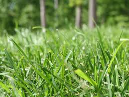 Check spelling or type a new query. Benefits Of Growing Bermuda Grass Inspect All Services