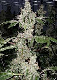 Jungle boys has some of the best weed in the world. Topanga Canyon Og Jungle Boys Strain Info Growdiaries