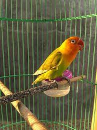 Get your love bird bananafish today! Ciri Ciri Lovebird Kepala Emas Palamas Dan Harganya Peternakan Dan Perkebunan