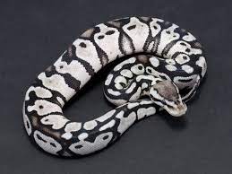 Pin On Sneks