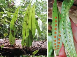 Image result for Pityrogramma aurantiaca