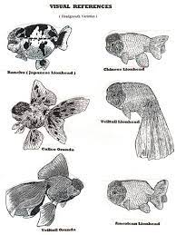 Selecting Quality Goldfish Guide Head Growths Types Double Caudal Goldfish Art Goldfish Goldfish Types