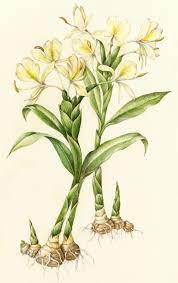 Botanical Ginger Google Search Botanical Drawings Botanical Art Plant Illustration