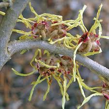 Image result for Hamamelis mollisi