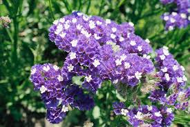Image result for Limonium sinuatum