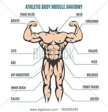 Muscle anatomy of male chest. Athletic Body Man Vector Photo Free Trial Bigstock
