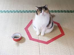 That means setting them up for success by removing the temptation to jump up in the first place. How To Keep Cats Off Kitchen Counters Simple Tips And Guides