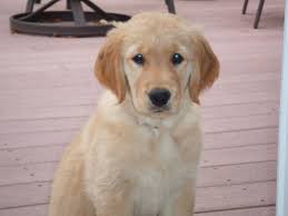 Casey American Golden Retriever American Golden Retriever Golden Retriever Retriever