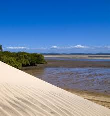 Image result for Elionurus platypus