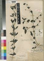 Image result for Coptosperma zygoon