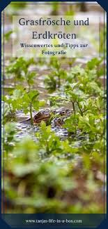 Grasfrosche Und Erdkroten Wissenwertes Und Tipps Zur Fotografie In 2020 Fotografie Fotografieren Fur Anfanger Fototipps