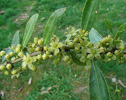 Image result for Maytenus undata