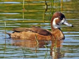 Image result for Erythrococca polyandra