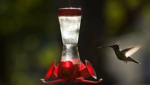 Yellow bowls filled with sugary syrup can lure bees away from hummingbird feeders. Bee Problems Can Negate Value Of Hummingbird Feeder