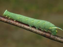 A striking bright green caterpillar, with black bands between its body segments, yellow/whitish hairs, a row of yellow tufts on top and a red tuft at the rear. Lime Hawk Moth