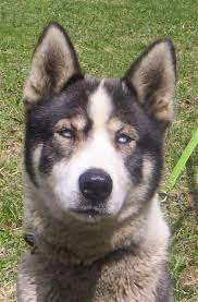 Seppala Siberian Sleddog Puppy Dog Rare Dog Breeds Unique Dog Breeds Hybrid Dogs