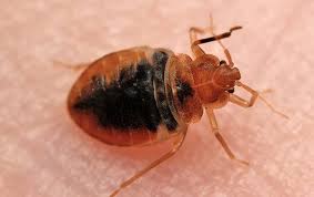 Worth, tx and are proud to serve the entire states. Home Pest Control Residential Pest Control Plans For Greater Dallas
