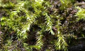 Low Light Freshwater Aquarium Plants For Nano Tanks Leptodictyum Riparium Or Streamside Leptodictyum Moss Planted Aquarium Plants Freshwater Aquarium Plants