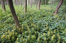 Will tolerate all soil zones 4. Deer Resistant Perennial Ground Cover Plants