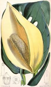 Monstera Adansonii Wikiwand