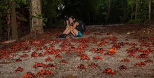 Christmas island rises to a central plateau of stands of rainforest. Local Talent Meet Photographer Kirsty Faulkner Christmas Island