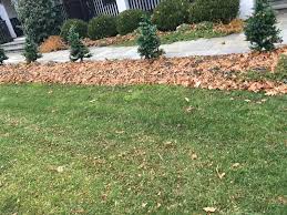 Native leaf mulch does not cost anything. Leaf Mulching Rye Sustainability Committee