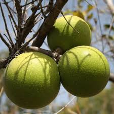 Image result for Strychnos innocua