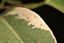 Image result for puklice na orchideích obrázek