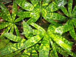 We did not find results for: Hawaii Island Palm Society Growing Palms