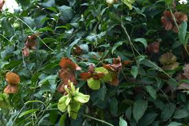 We did not find results for: Yellow Or Mexican Butterfly Vine Mascagnia Macroptera A Seasonal Look My Gardener Says