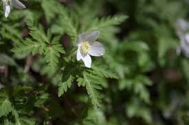 Image result for Aneilema nicholsonii