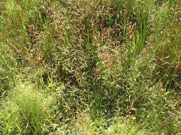 Image result for Persicaria strigosa